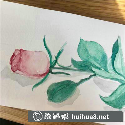 玫瑰水彩 玫瑰水彩
