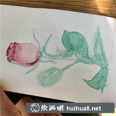 玫瑰水彩 玫瑰水彩