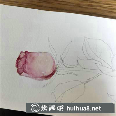 玫瑰水彩 玫瑰水彩