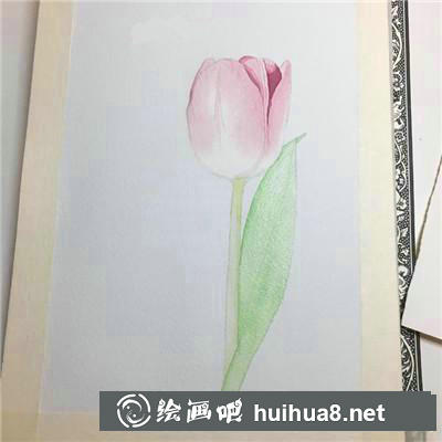 郁金香水彩 郁金香水彩