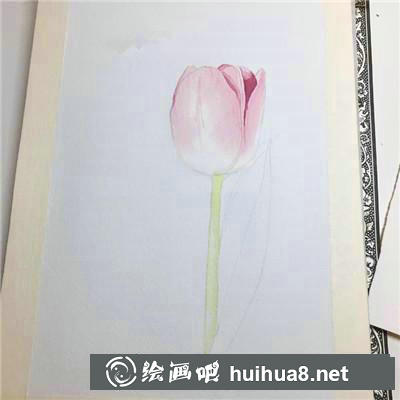 郁金香水彩 郁金香水彩