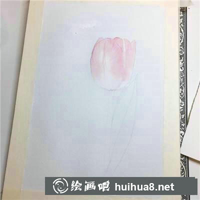 郁金香水彩 郁金香水彩