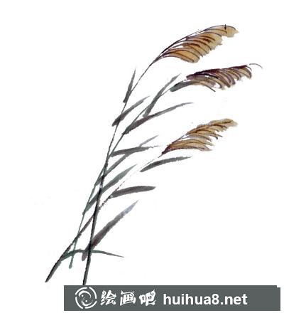 蘆葦?shù)漠嫹? style=