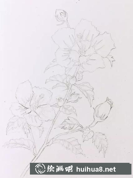 木槿花的畫法