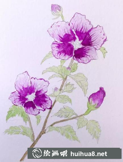 木槿花的畫法