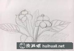 水彩畫早開堇菜步驟解析