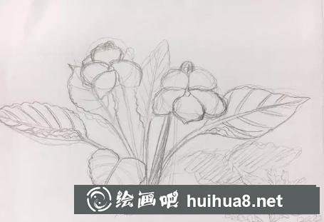 水彩畫早開堇菜