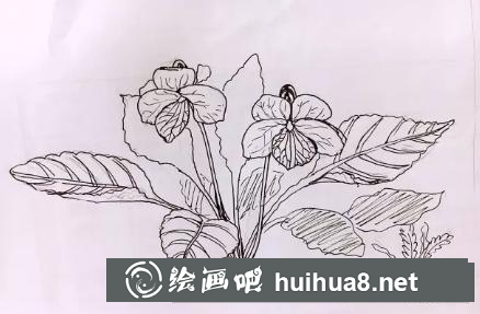 水彩畫早開堇菜