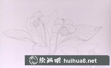 水彩畫早開堇菜