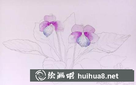 水彩畫早開堇菜