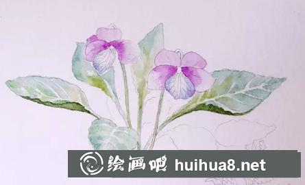 水彩畫早開堇菜