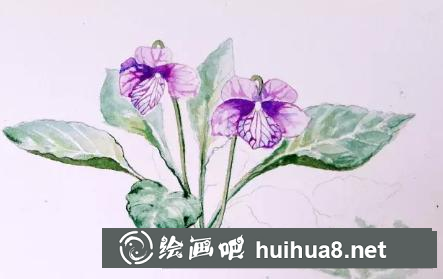 水彩畫早開堇菜