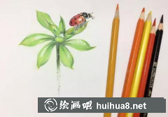 彩鉛繪葉瓢蟲教程步驟