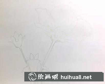 彩鉛畫高砂芙蓉