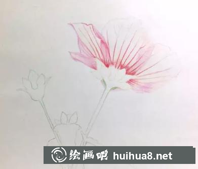 彩鉛畫高砂芙蓉