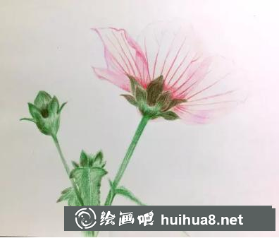 彩鉛畫高砂芙蓉