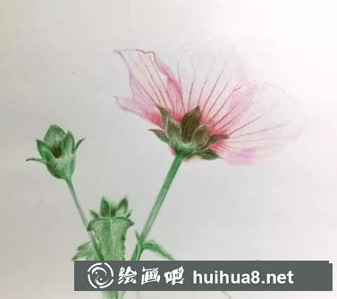 彩鉛畫高砂芙蓉