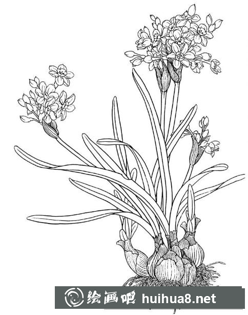 白描水仙