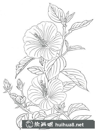白描花卉