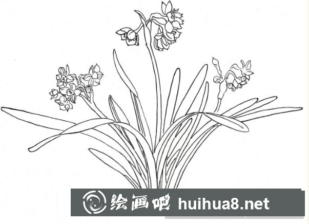 白描蘭花
