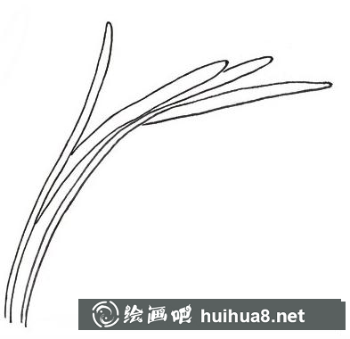 蘭花葉子
