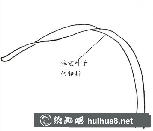 蘭花葉子