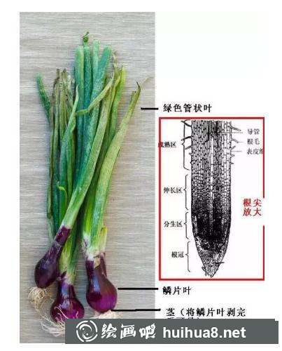 草莓結(jié)構(gòu) 草莓結(jié)構(gòu)