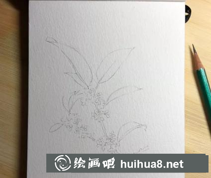 水彩畫桂花 水彩畫桂花