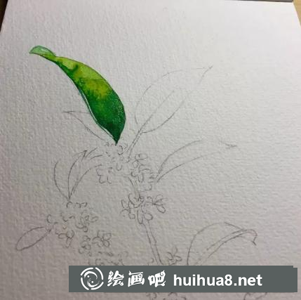 水彩畫桂花 水彩畫桂花