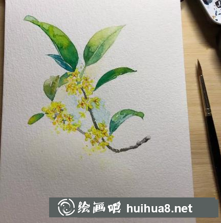 水彩畫桂花 水彩畫桂花