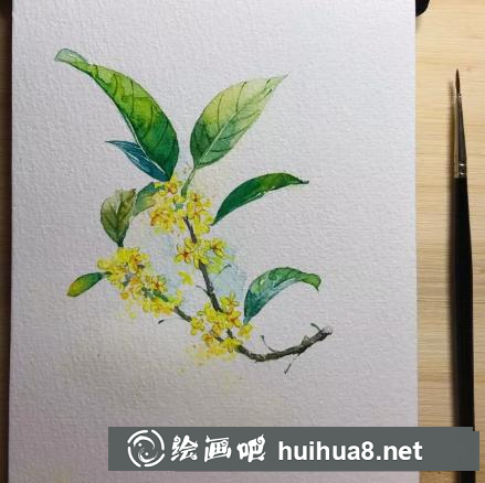 水彩畫桂花 水彩畫桂花
