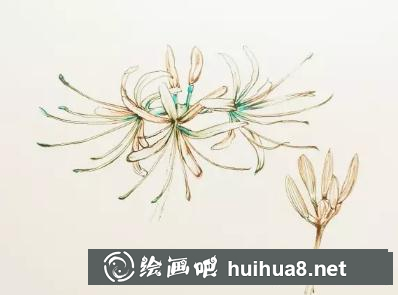 速寫曼珠沙華