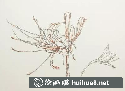 速寫曼珠沙華