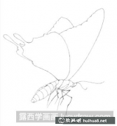 手繪蝴蝶插畫(huà)教程