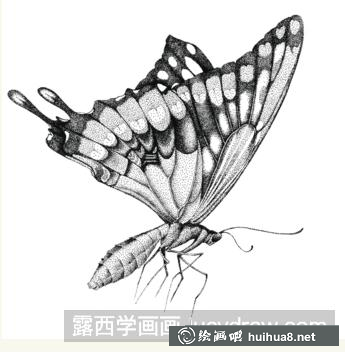 蝴蝶插畫