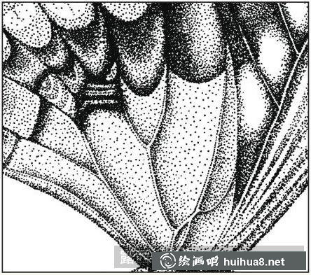 蝴蝶插畫