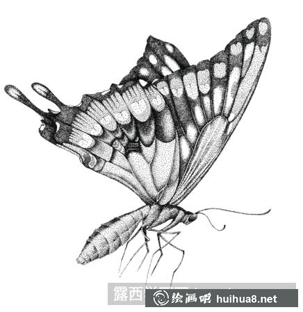蝴蝶插畫
