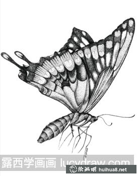 蝴蝶插畫