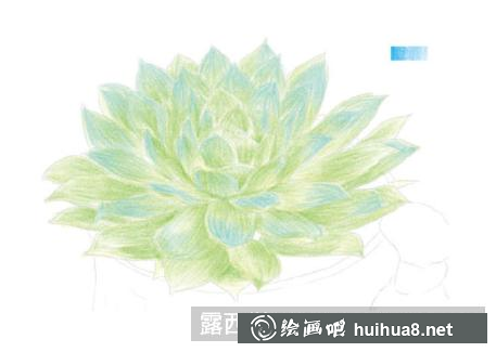 怎么畫蝴蝶蘭