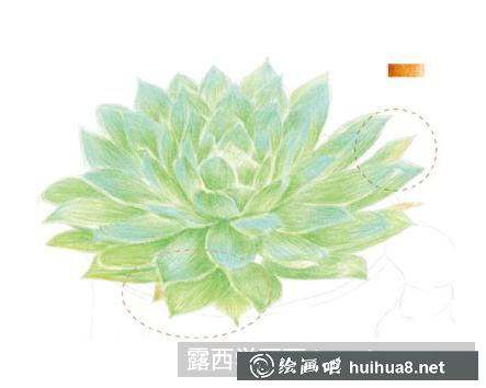 怎么畫蝴蝶蘭