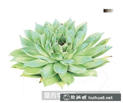 怎么畫蝴蝶蘭