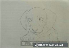 彩鉛畫教程小狗入門技巧