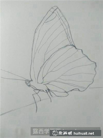 蝴蝶彩鉛