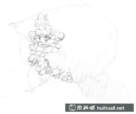 素描畫繡球花 素描畫繡球花