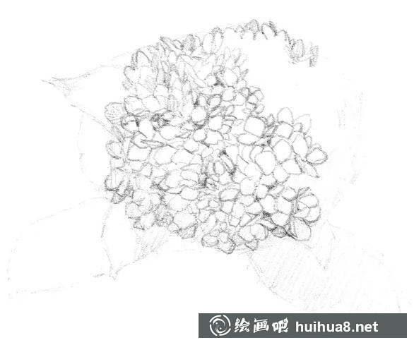 素描畫繡球花 素描畫繡球花