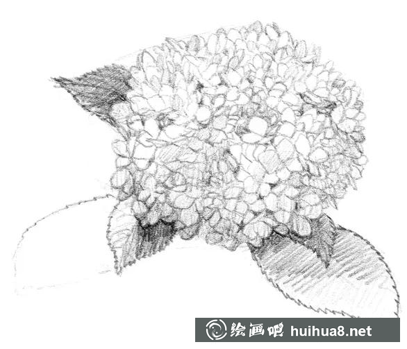 素描畫繡球花 素描畫繡球花