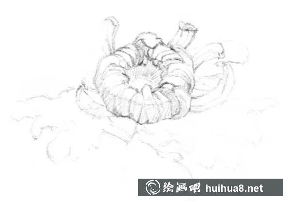 素描畫菊花
