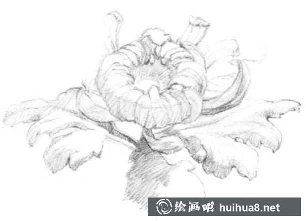素描畫菊花