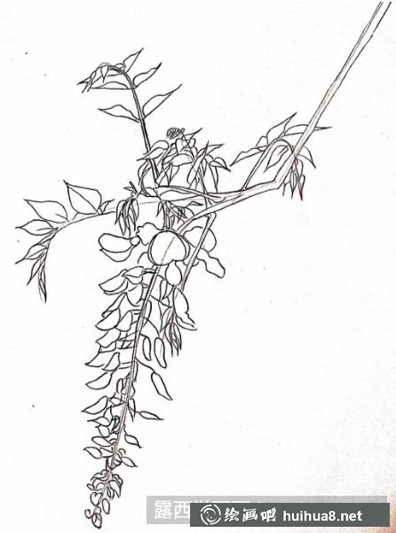 彩鉛畫紫藤花