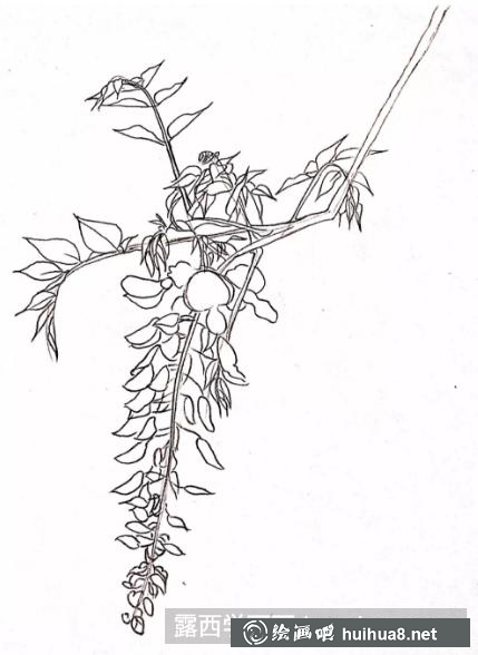 彩鉛畫紫藤花